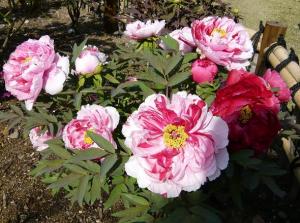 金沢区の花“牡丹”