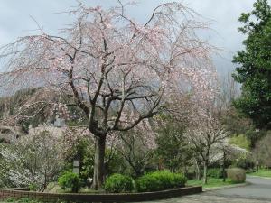 枝垂れ桜・2010/04/01撮影