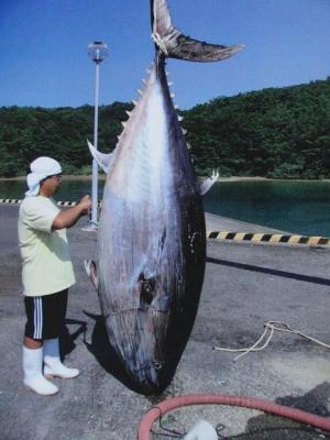 なんと大きいことか「クロマグロ」