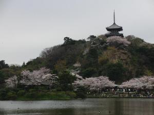 満開の桜に囲まれた三重の塔